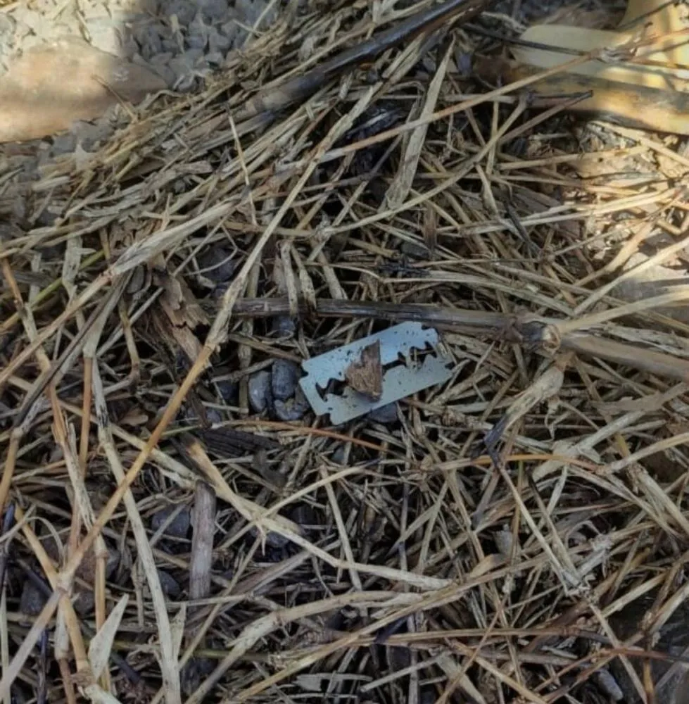 Den&uacute;ncia de alimentos com l&acirc;minas de barbear colocados nas ruas preocupa moradores e acende alerta sobre seguran&ccedil;a de animais em Conc&oacute;rdia.