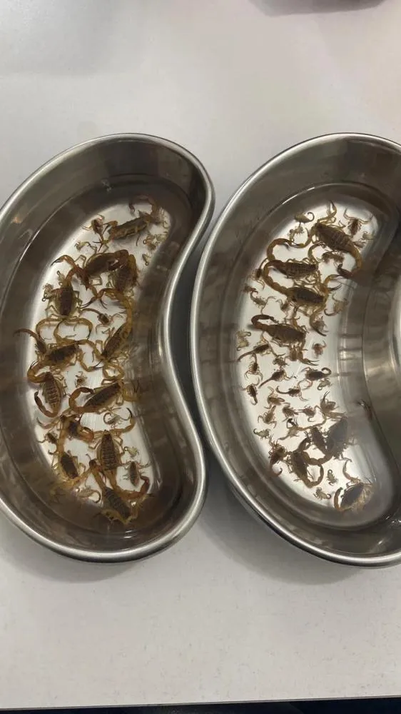 Em único dia, mais de 70 escorpiões amarelos são encontrados em orleans.