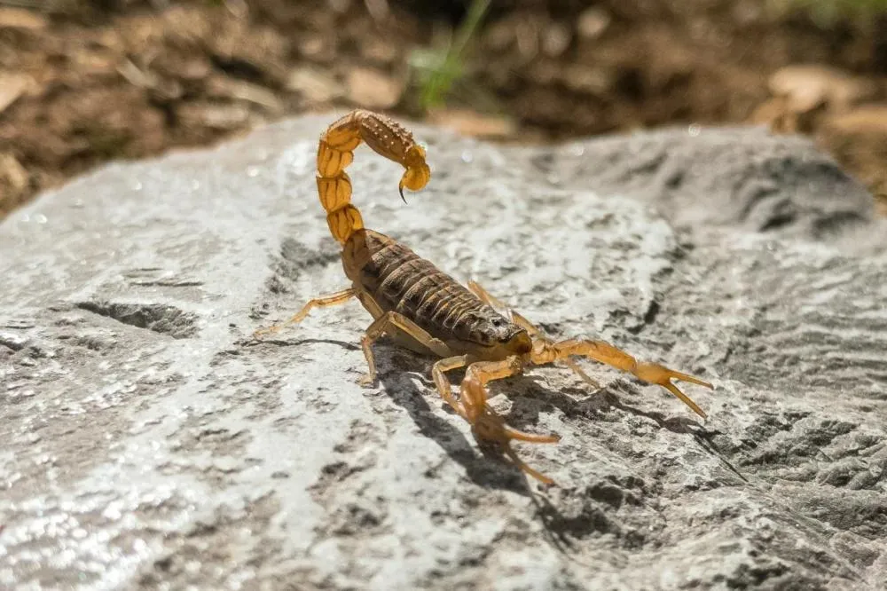 Aparição de escorpiões preocupa moradores em Içara