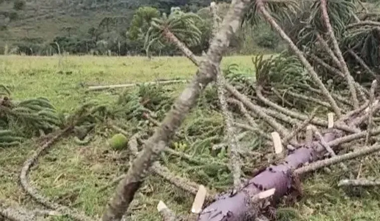 Tornado atinge São Joaquim e assusta moradores na Serra