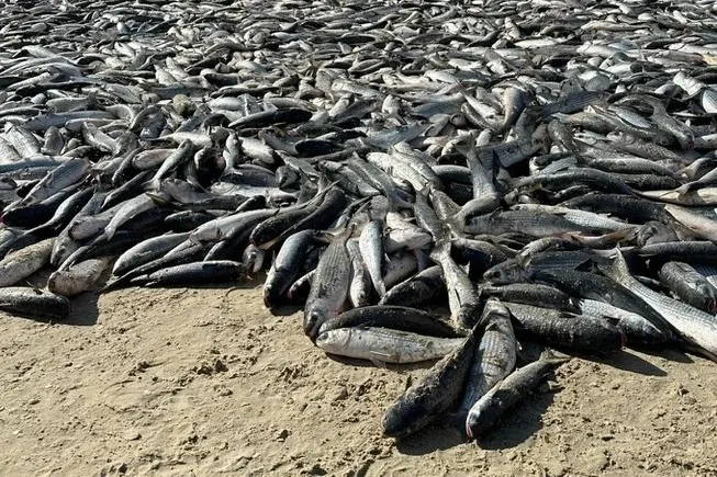 Pesca da tainha: mais de 60% da cota extra para o Litoral Sul de SC foi capturada