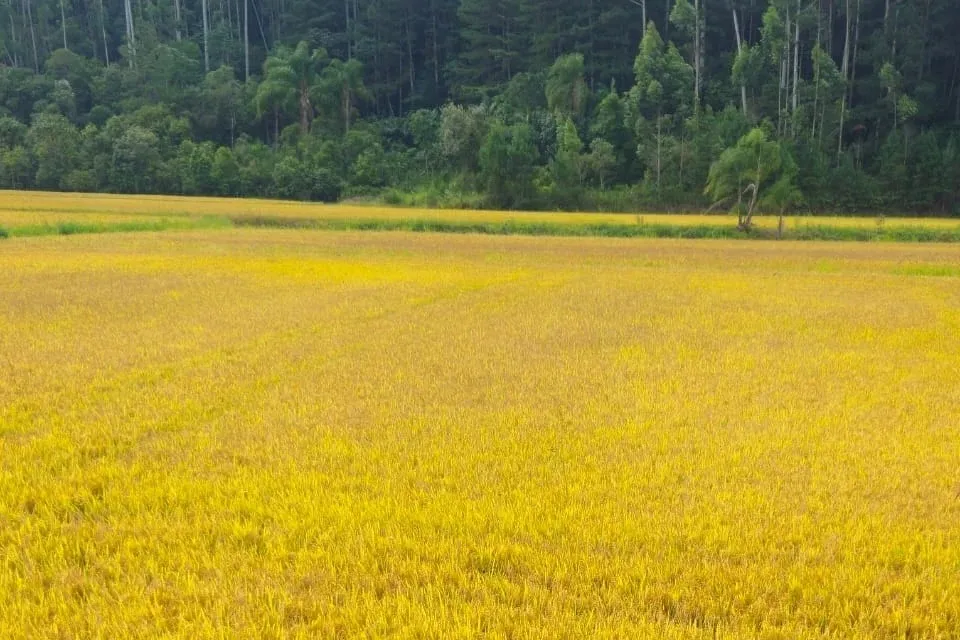 Maior safra de arroz na região de Santa Catarina mais de 884 mil toneladas.