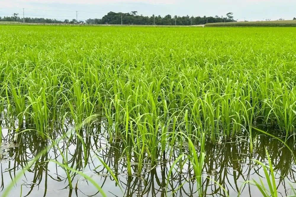 El Niño preocupa produtores de arroz em Santa Catarina e pode reduzir safra em 7,3%